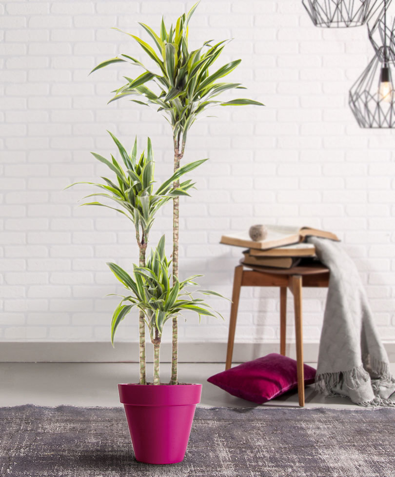 Dracaena deremensis Lemon Lime - Ornamentex B.V.