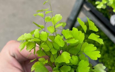 Adiantum Fragrans